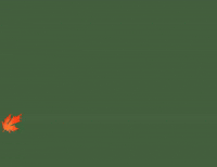 alternativewind season maple autumn leaf leafy affair GIF