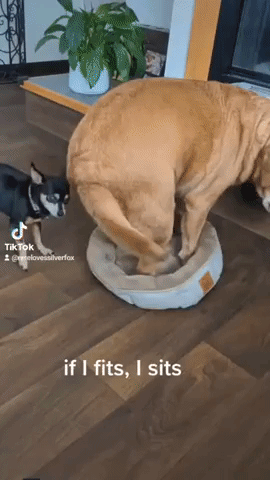 'If I Fits, I Sits': Labrador Takes Ownership of Little Pal's Tiny Bed