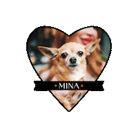 Mina Chihuahua Sticker by bolt brow