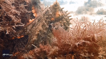 'Amazing' Australian Octopus Demonstrates Camouflage Ability in Kelp Garden
