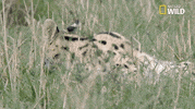 national geographic big cat week GIF by Nat Geo Wild