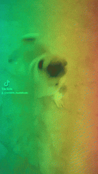 Pug Hund GIF