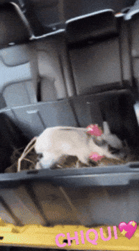 Chiqui GIF