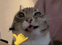 cat meme rafus GIF