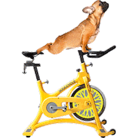 french bulldog dog Sticker by Puppies Make Me Happy