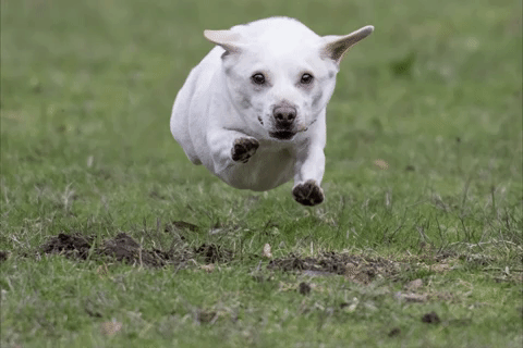 dog puppy GIF
