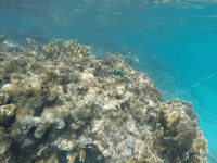 garrafon park GIF by Dolphin Discovery