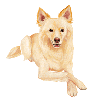 Happy Border Collie Sticker by puppytales