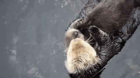 otters GIF by ViralHog