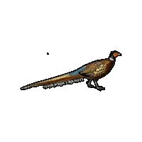 English Bird Sticker by The Wild Curiosity