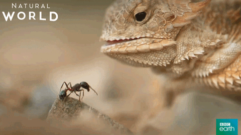 hungry natural world GIF by BBC Earth