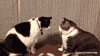 funny cat GIF