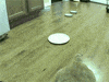 cat slapping GIF