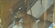 big cat GIF