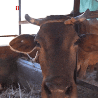 Good Morning Hello GIF by TRT