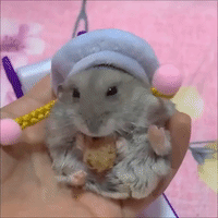 Haute Couture Hamster Chows Down on Yummy Treat