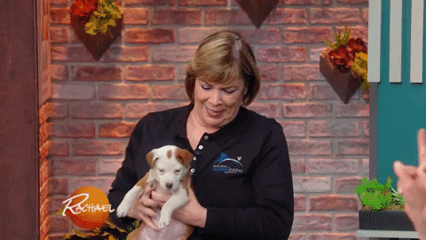 GIF by Rachael Ray Show