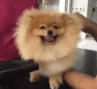 werk pomeranian GIF