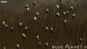 bbc one oceans GIF by BBC