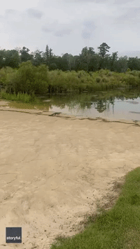 'Get Back Here!': Alligator Steals Golf Ball on Course in North Carolina