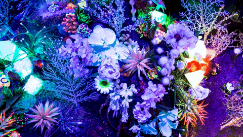 Flowers Plants GIF by Meow Wolf