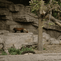 happy red panda GIF by San Diego Zoo