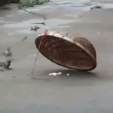 Funny GIF by JustViral.Net