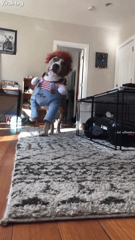 Video gif. A friendly dog wearing a Chucky costume runs to us, the flailing knife pointing directly at us.