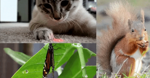 GIF by Science Friday