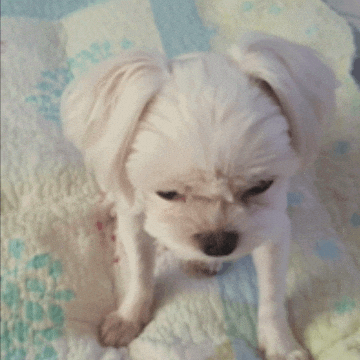 Puppy 반짝반짝 GIF
