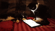 Fight Wow GIF