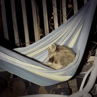Woman Finds Raccoon Hanging Out in Hammock