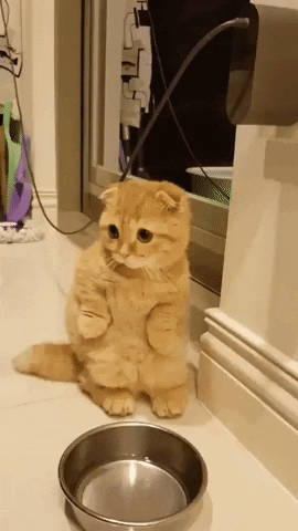 jermbly giphyupload GIF