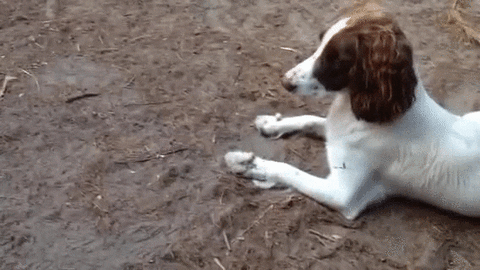 dog relax GIF