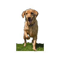 Messipaws Sticker