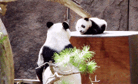 panda GIF