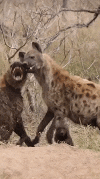 Squabbling Hyenas Fascinate Nature Enthusiast at Kruger National Park