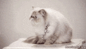 cat reaction GIF
