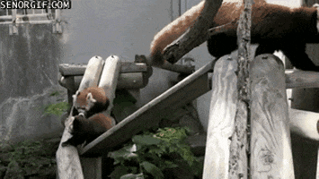 Red Pandas GIF