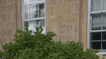 bascom hill surprise GIF by uwmadison