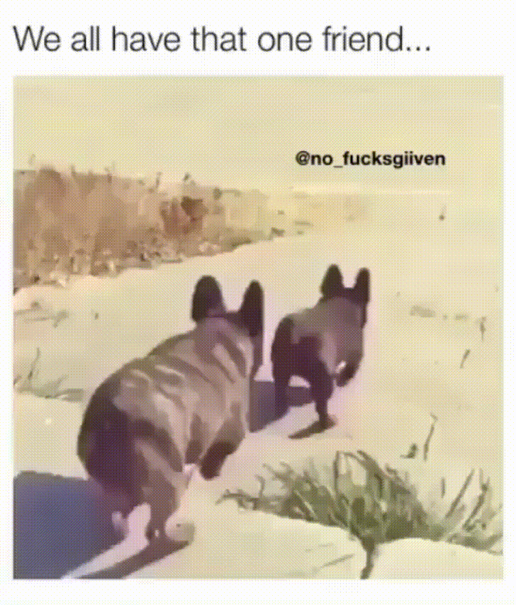 puppy playtime GIF by JustViral.Net