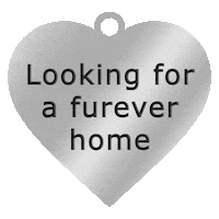 SBcountyDPH furever home looking for a furever home Sticker