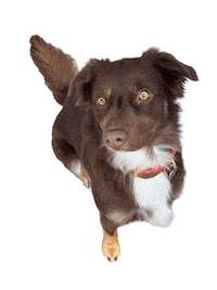 Dog Family Sticker by JusComte.de