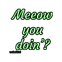 How You Doin Cat Sticker by vankedisi