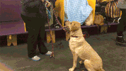 dog GIF by Westminster Kennel Club