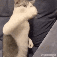 Meme Cat Baa GIF