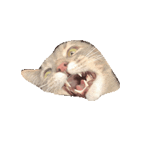 Meow Angry Cat Sticker by Alex Anderson