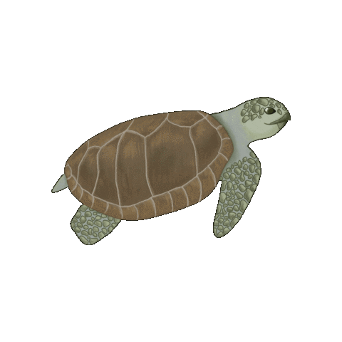 SeaTurtleWeek green animal ocean sea Sticker