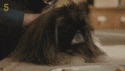 Acgas GIF by Channel5UK