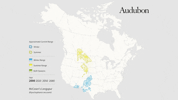 mccown's longspur GIF by audubon